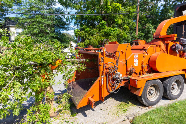 Best Residential Tree Removal  in Palmview South, TX